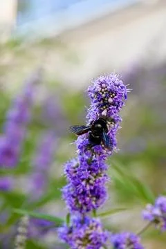 Violet Carpenter Bee Pollinating Purple Chaste Tree Flowers Close Up Stock-Fotos