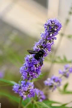 Violet Carpenter Bee Pollinating Purple Chaste Tree Flowers Close Up Foto stock