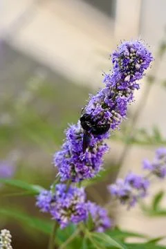 Violet Carpenter Bee Pollinating Purple Chaste Tree Flowers Close Up Stock-Fotos