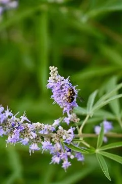 Violet Carpenter Bee Pollinating Purple Chaste Tree Flowers Close Up Foto stock