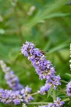 Violet Carpenter Bee Pollinating Purple Chaste Tree Flowers Close Up Foto stock