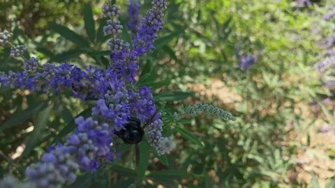 Violet carpenter bee on purple chaste tree flowers in Gozo, Malta macro Stockbeeldmateriaal 345506691