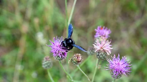 Violet Carpenter bee searching for nectar. Insect on the flower. Stock Footage 282514125