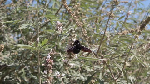 The Violet Carpenter Bee, Xylocopa violacea Video stock 30715575