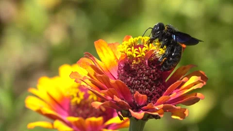 Violet Carpenter Bee  Xylocopa Violacea solitary bee on orange Zinnia flower Stock Footage 158949907