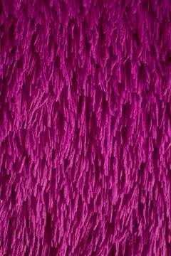 Violet carpet as background Stock Photos