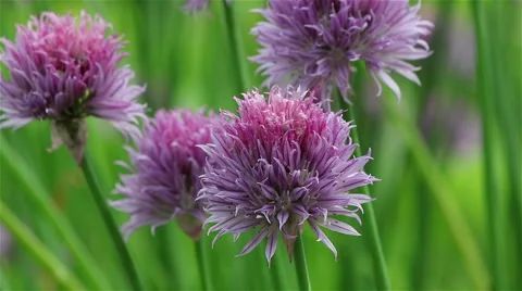 Violet chives flower Stock Footage 68102939