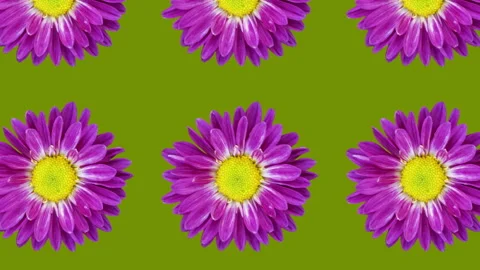 Violet chrysanthemum pattern on a green background. Simple motion graphics Video stock 148996594