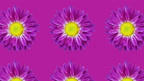 Violet chrysanthemum pattern on a violet background. Simple motion graphics Video stock 148442206
