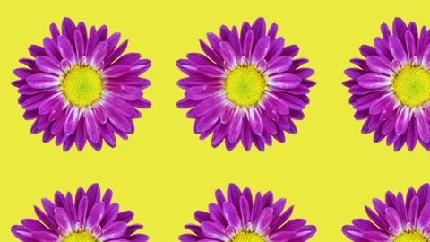 Violet chrysanthemum pattern on a yellow background. Simple motion graphics Video stock 149932690