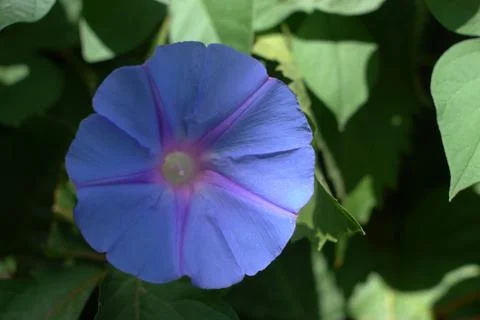 Violet circular flower of winter Stock Photos