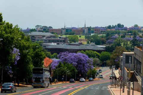 Violet City Trees Stock Photos