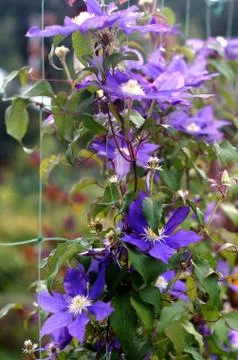 Violet clematis closeup Stock Photos