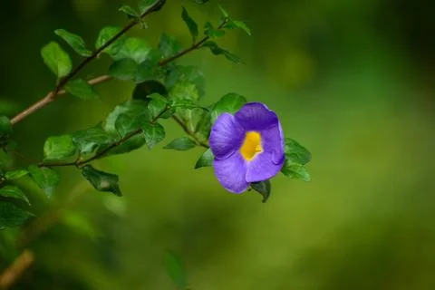 Violet Clock Vine Blooms Gracefully Stock Photos