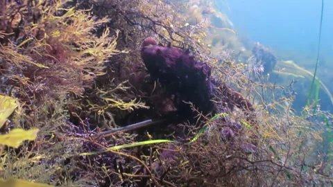 Violet color allows octopus to conceal its presence in underwater of sea. Stock Footage 246587635