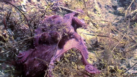 Violet color allows octopus to conceal its potential threats. Stock Footage 246729125