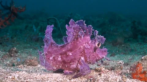 Violet-colored Rhinopia Stock Footage 41743631