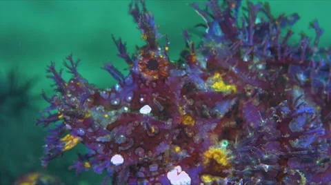 Violet-colored Rhinopia Stock Footage 62593321