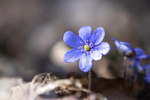 Violet Common Hepatica or Anemone hepatica on Spring Scene Flower Bed Stock Photos