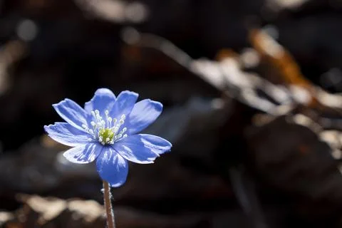 Violet Common Hepatica or Anemone hepatica on Spring Scene Flower Bed Stock Photos