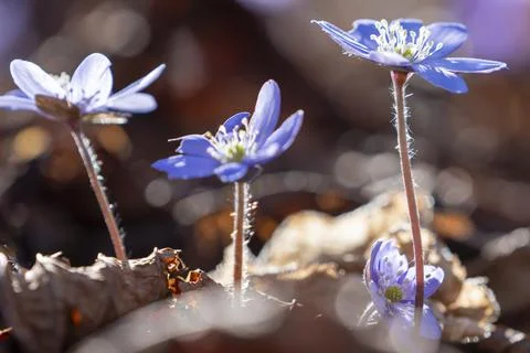 Violet Common Hepatica or Anemone hepatica on Spring Scene Flower Bed 스톡 사진
