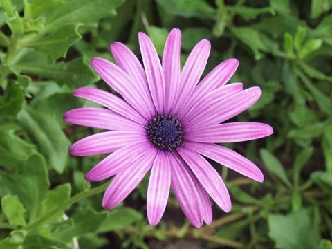 Violet composite flower Stock Photos