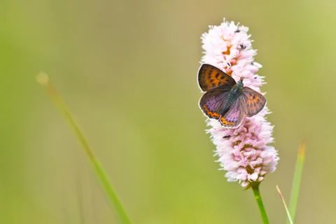 Violet copper in germany Stock Photos
