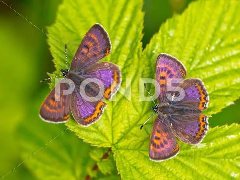 Violet copper in germany Stock Photos
