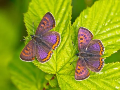 Violet copper in germany Foto stock