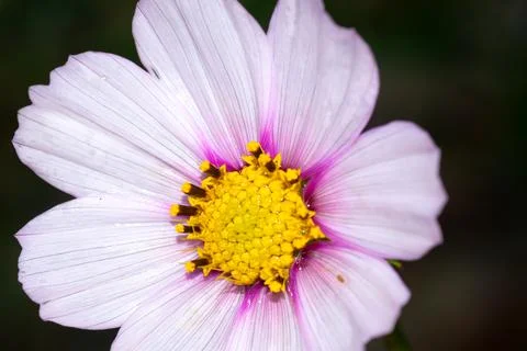 Violet cosmos flower in the garden Stock Photos