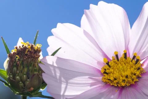 Violet cosmos flower under the sky Stock Photos