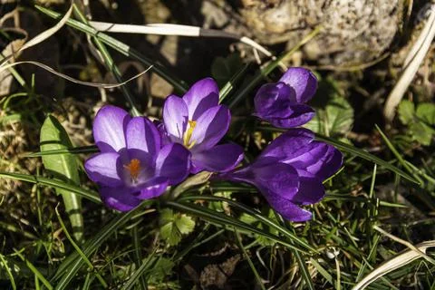 Violet Croci Stock Photos
