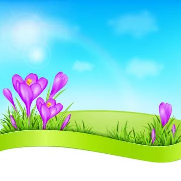 Violet crocus and green grass Stock Illustration