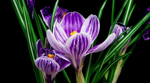 Violet crocus flower blooming and fading timelapse Stock Footage 35654873