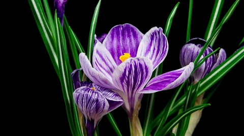 Violet crocus flower blooming and fading timelapse in 4k Stock Footage 37381264