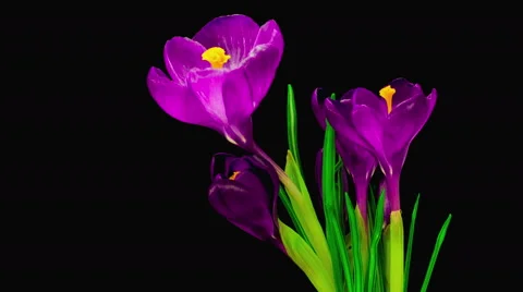 Violet Crocus Flower Blooming Stock Footage 61107730
