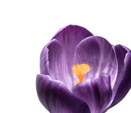 Violet crocus flower close up Stock Photos