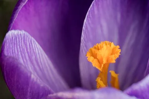 Violet crocus flower close up Stock Photos