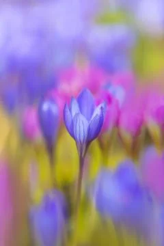 Violet crocus flower close-up Stock Photos