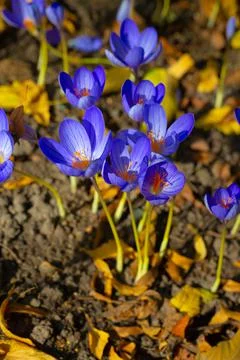 Violet crocus flower close-up. Stock Photos