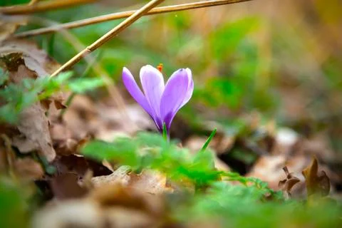 Violet Crocus flower Stock Photos