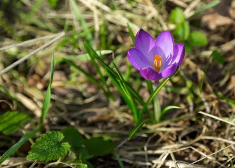 Violet Crocus flower Stock Photos