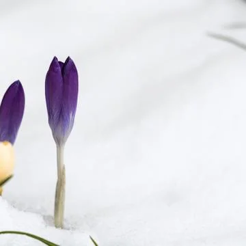 Violet crocus flower in snow Stock Photos