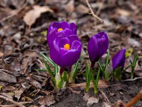 Violet crocus flower. Spring primrose in the garden - crocuses. Delicate bright Stock Photos