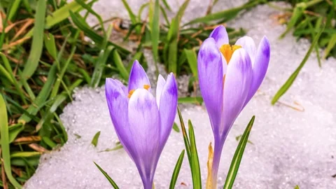Violet crocus flowers bloom, snow melting in green spring meadow grow time lapse Stock Footage 170081635