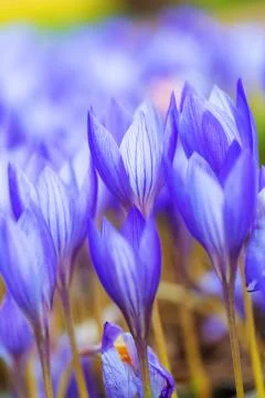 Violet crocus flowers close-up Stock Photos