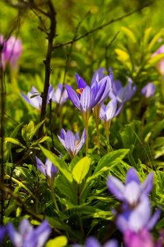 Violet crocus flowers close-up Foto stock