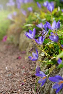 Violet crocus flowers close-up Stock Photos
