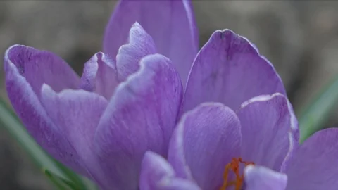 Violet crocus flowers Stock Footage 105736757