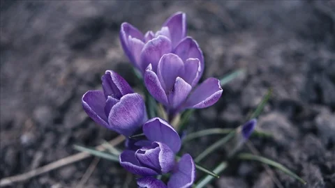 Violet crocus flowers Video stock 105904485